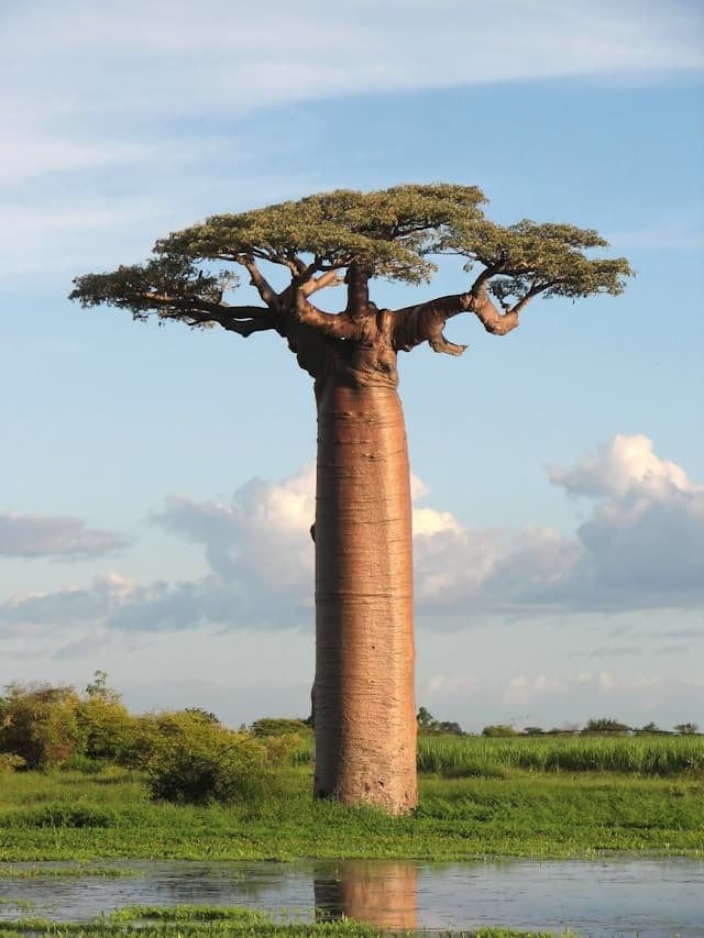 Africa, Baobab tree, Stream