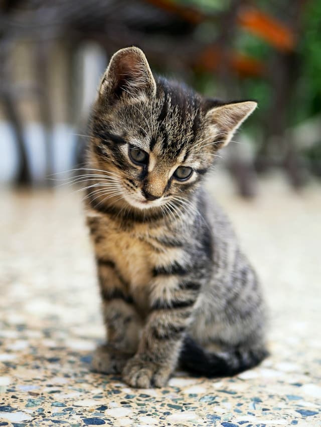 calico cat, kitten, contemplative