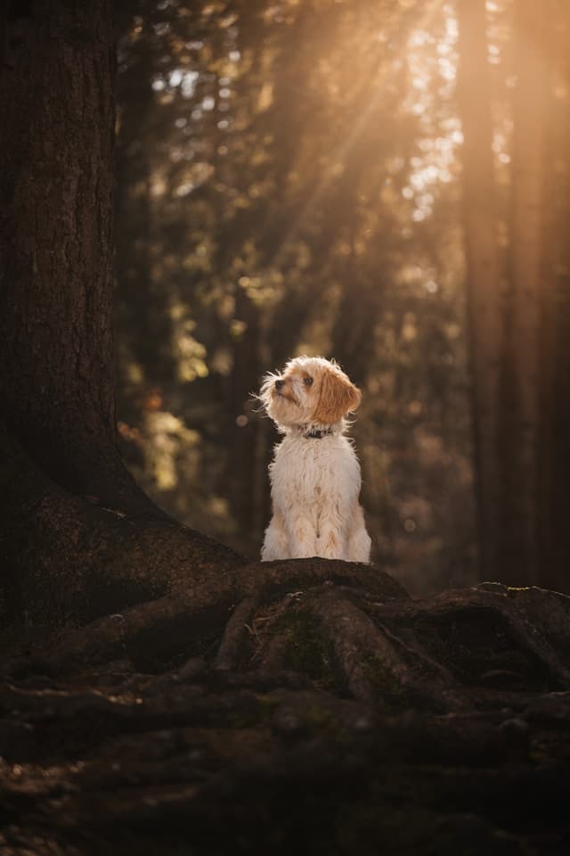 puppy, forest, sunshine